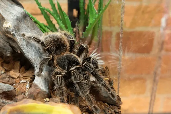 20815 bird eating tarantula observation