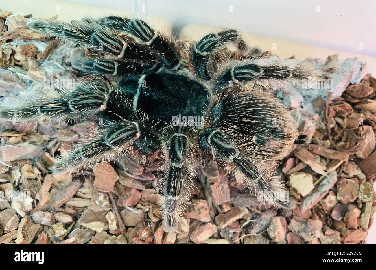 20815 female tarantula behavior