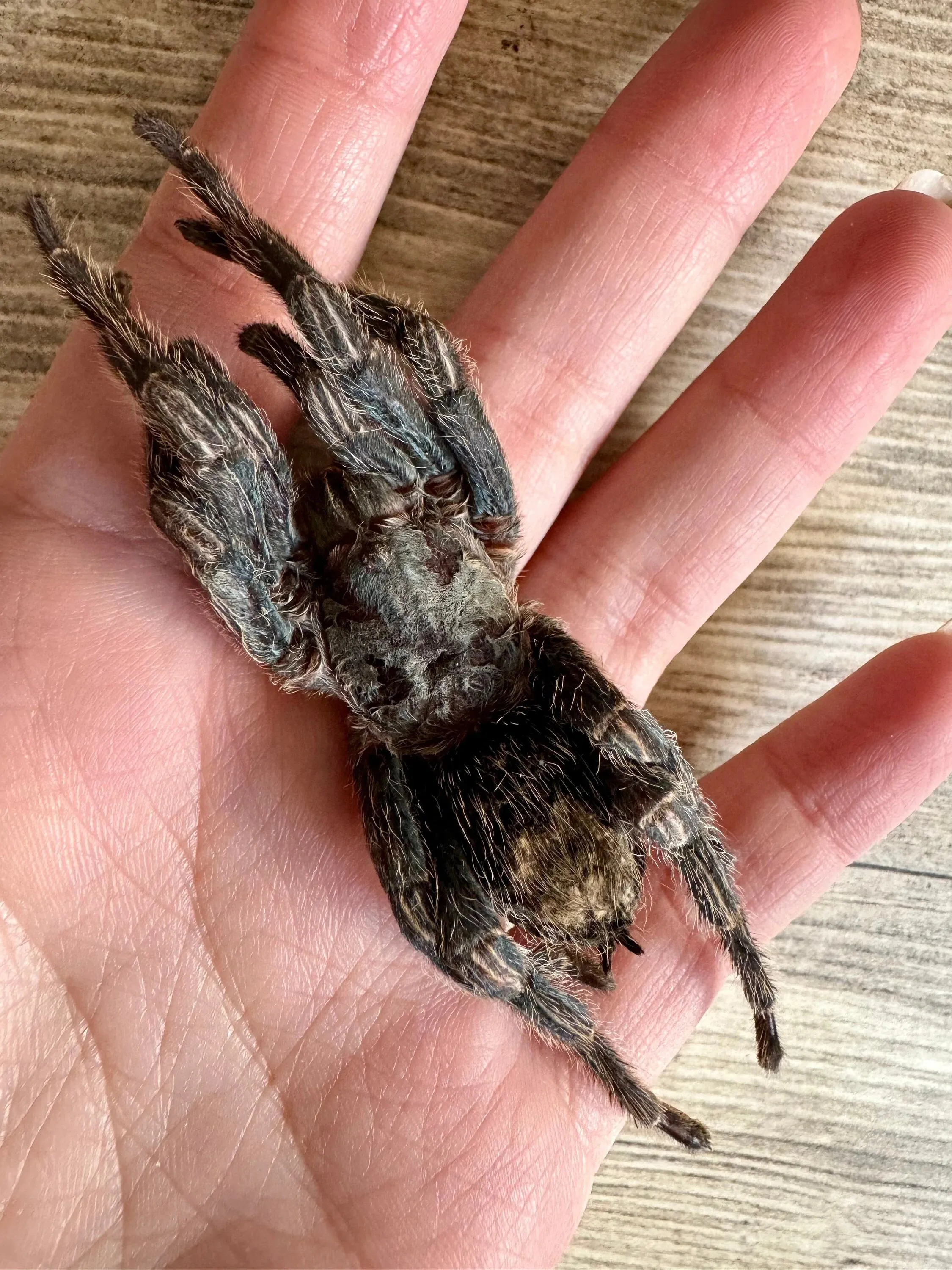 /img/20815-tarantula-ethical-considerations.webp