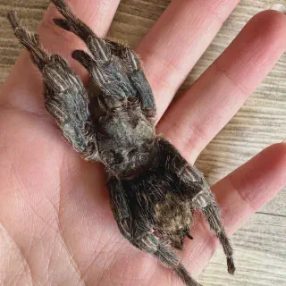 /img/20815-tarantula-ethical-considerations.webp