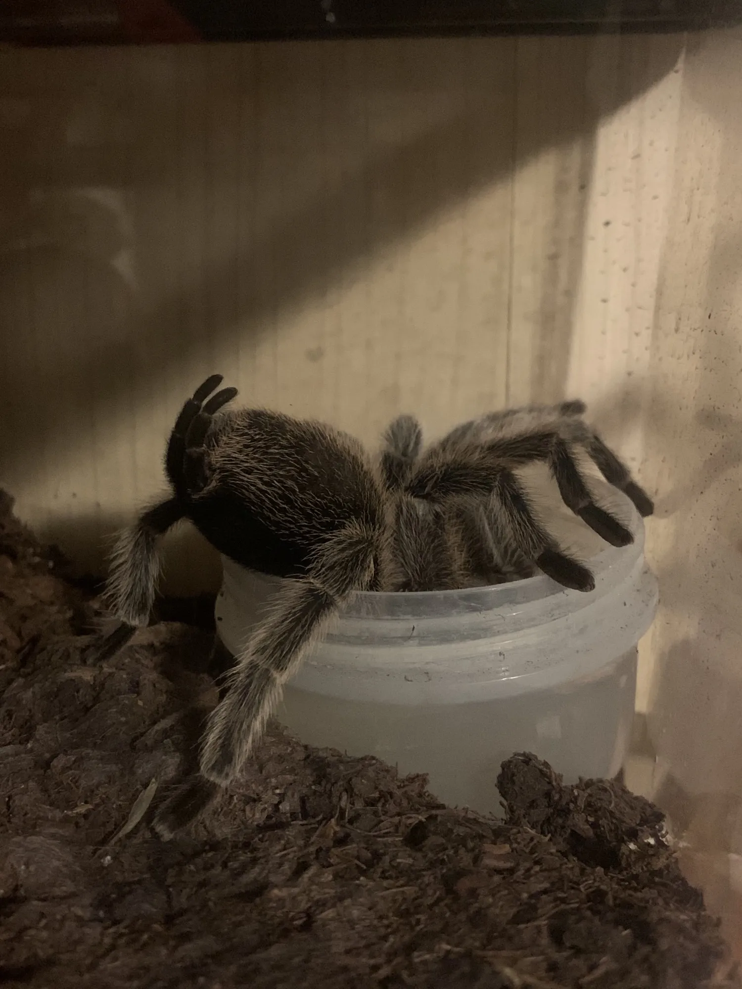 20816 acrylic enclosure tarantula