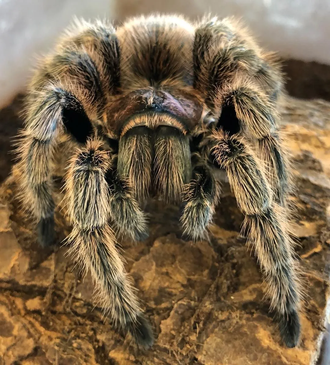 20816 glass terrarium tarantula