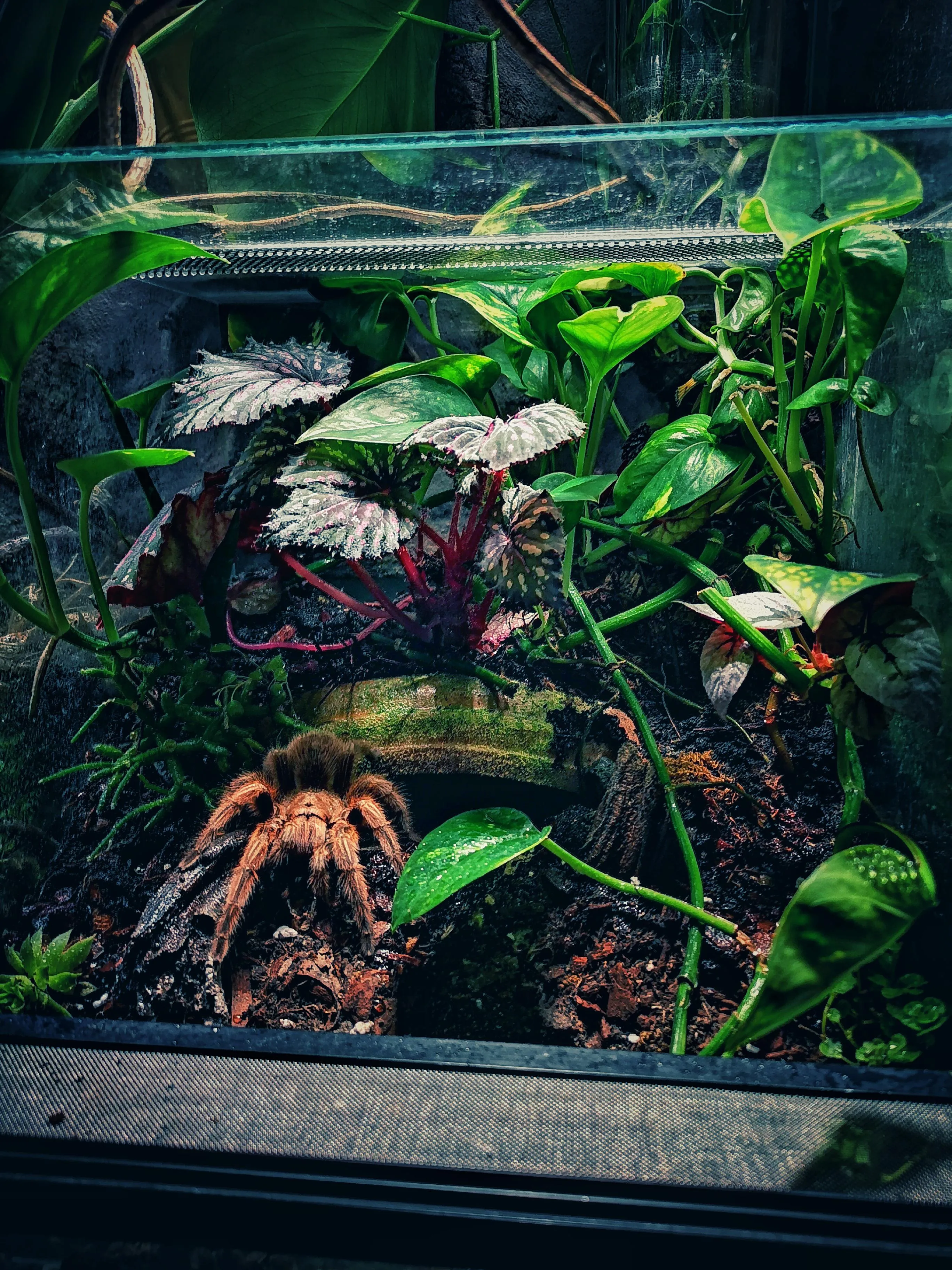 20816 plastic critter carrier tarantula