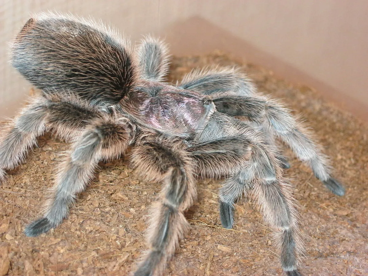 20816 rose hair tarantula tank setup