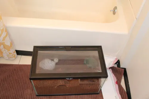 /img/20816-tarantula-hiding-spot.webp