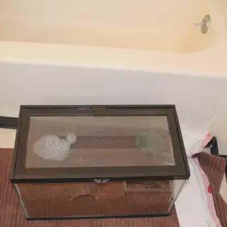 /img/20816-tarantula-hiding-spot.webp