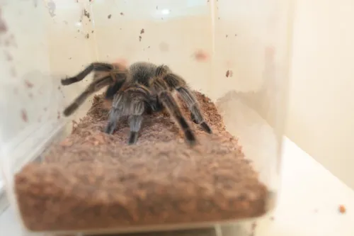 20816 tarantula tank substrate
