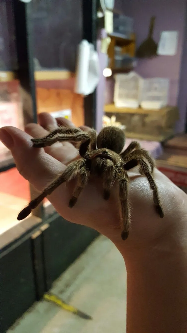 20816 tarantula tank ventilation